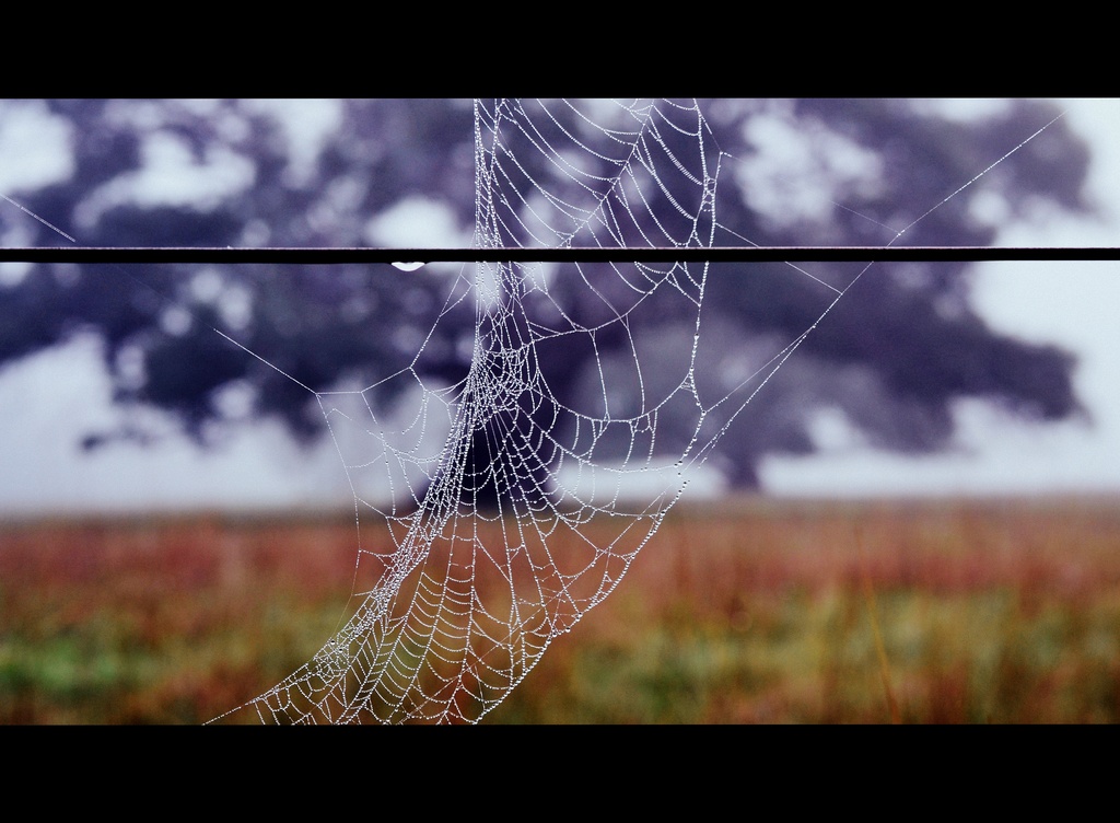 Web with a view by dianeburns