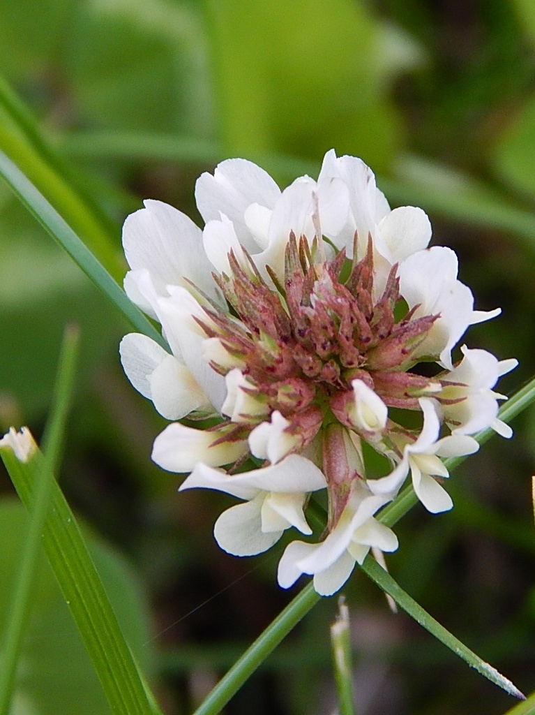 Clover Blossom by bjywamer