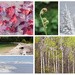 6 photo collage- seasons (2) by kiwichick