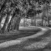 country path by vankrey