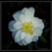Silver anniversary.. Camellia Japonica  by julzmaioro