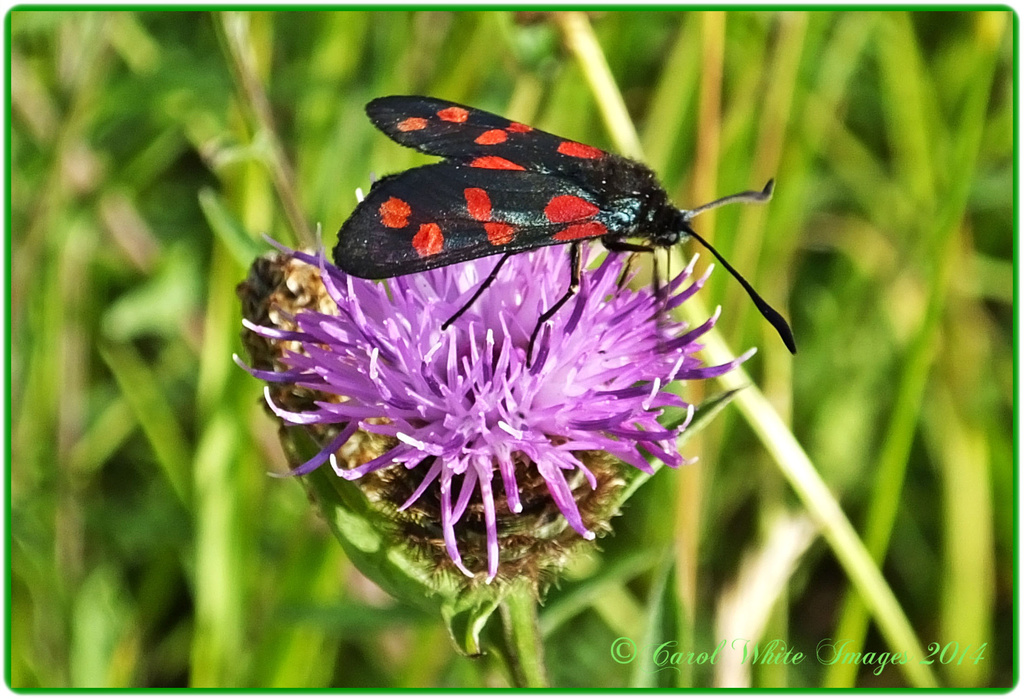 Six Spot Burnet Moth by carolmw