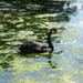 Black swan by jeff