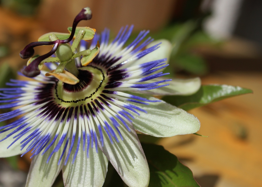 Passion Flower by motherjane
