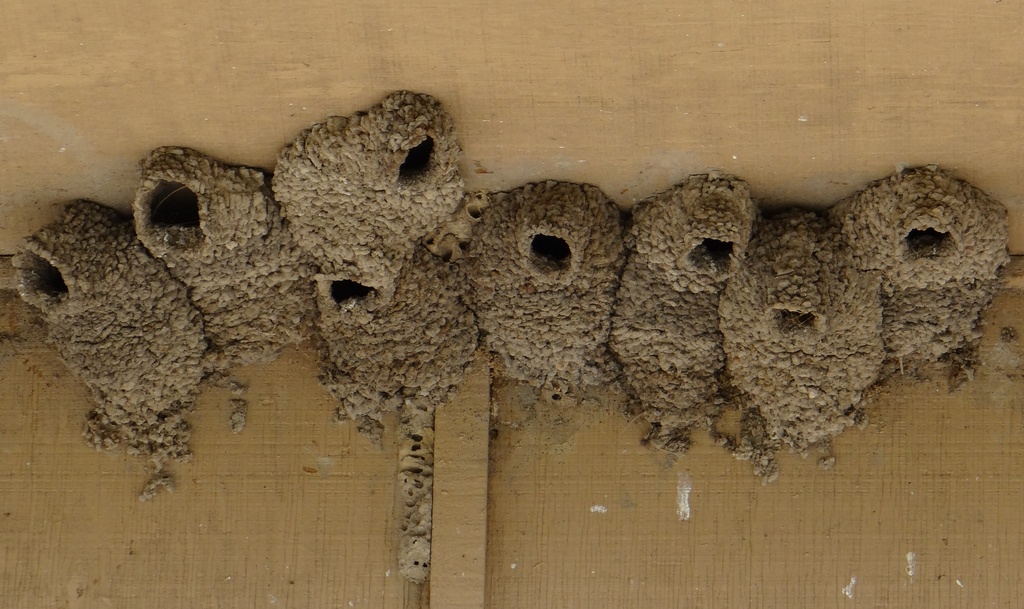 Cliff Swallow Nests by annepann