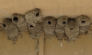 28th Jul 2014 - Cliff Swallow Nests