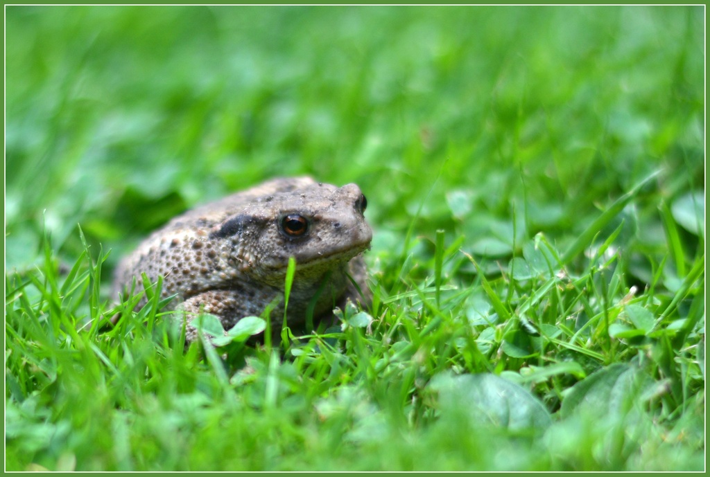 Mr Toad by rosiekind