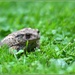 Mr Toad by rosiekind