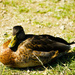 Resting duck by elisasaeter