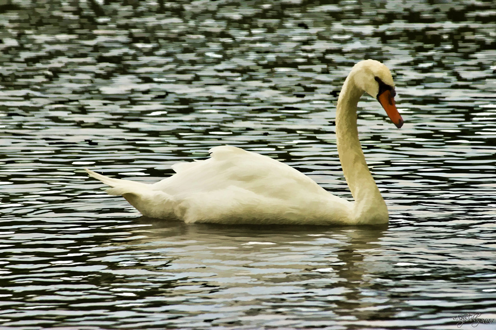 Swan by skipt07