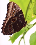 26th Jul 2014 - Butterfly