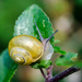 White-lipped snail - 28-07 by barrowlane