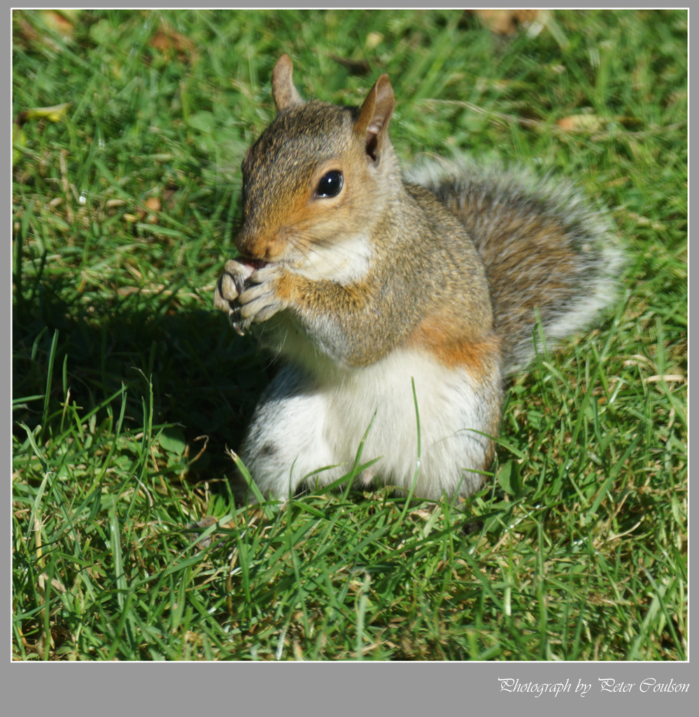 Friendly Squirrel by pcoulson