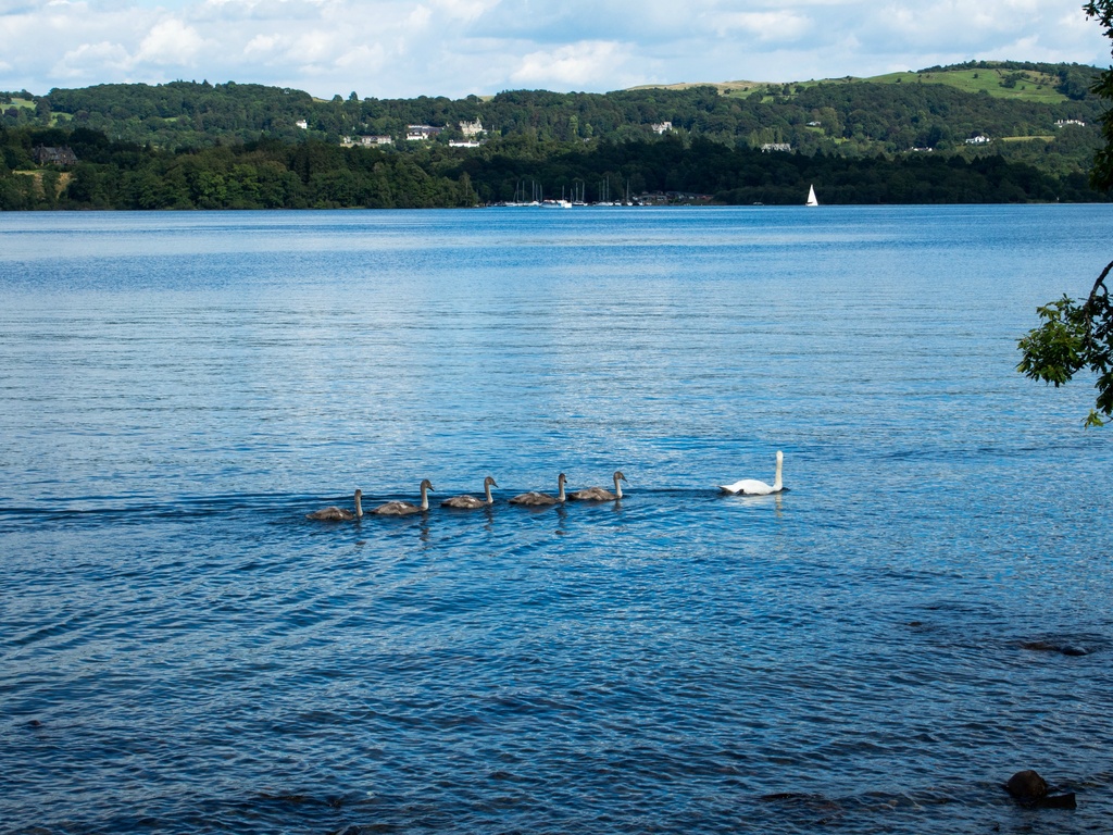 Swan family on Windermere by happypat