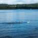 Swan family on Windermere by happypat