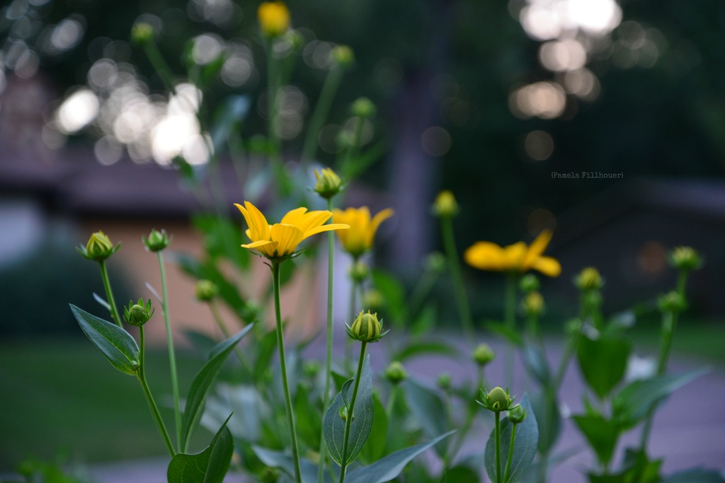 blooming... by earthbeone