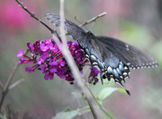 28th Jul 2014 - The female Easter Tiger Swallowtail
