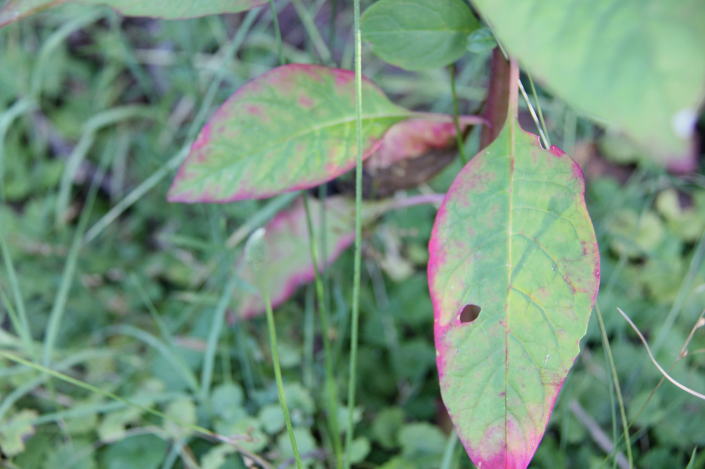 Pokeweed leaves are colorful by randystreat