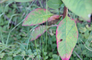 28th Jul 2014 - Pokeweed leaves are colorful