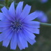 Chicory Blue! by kareenking