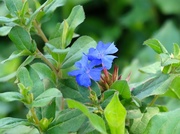28th Jul 2014 - Blooming in True Blue