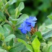 Blooming in True Blue by khawbecker