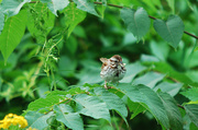 28th Jul 2014 - Little sparrow!