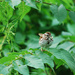 Little sparrow! by fayefaye