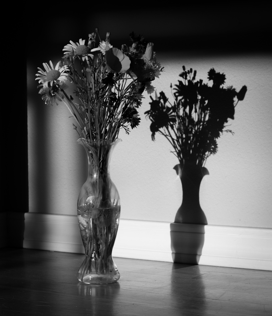 BW Flower Shadow (1 of 1) by epcello