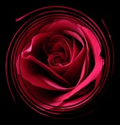 29th Jul 2014 - the heart of a red rose
