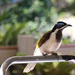 Blue Faced Honeyeater by terryliv