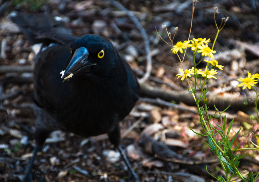 pied currawong by annied