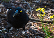 28th Mar 2014 - pied currawong