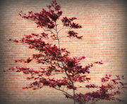 29th Jul 2014 - Tree against brick wall