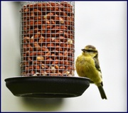 29th Jul 2014 - Blue tit has come for breakfast