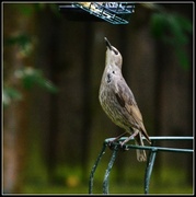 29th Jul 2014 - Now can I get that last bit of suet block?