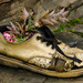 Old Shoe Planter by salza