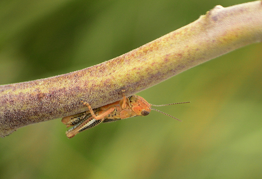 Hugging This Limb Makes Me Cuter? by kareenking