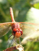 23rd Jul 2014 - Darting Dragonfly