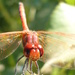 Darting Dragonfly by countrylassie