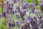 19th Jul 2014 - Oxburgh lavender