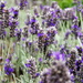 Oxburgh lavender by boxplayer
