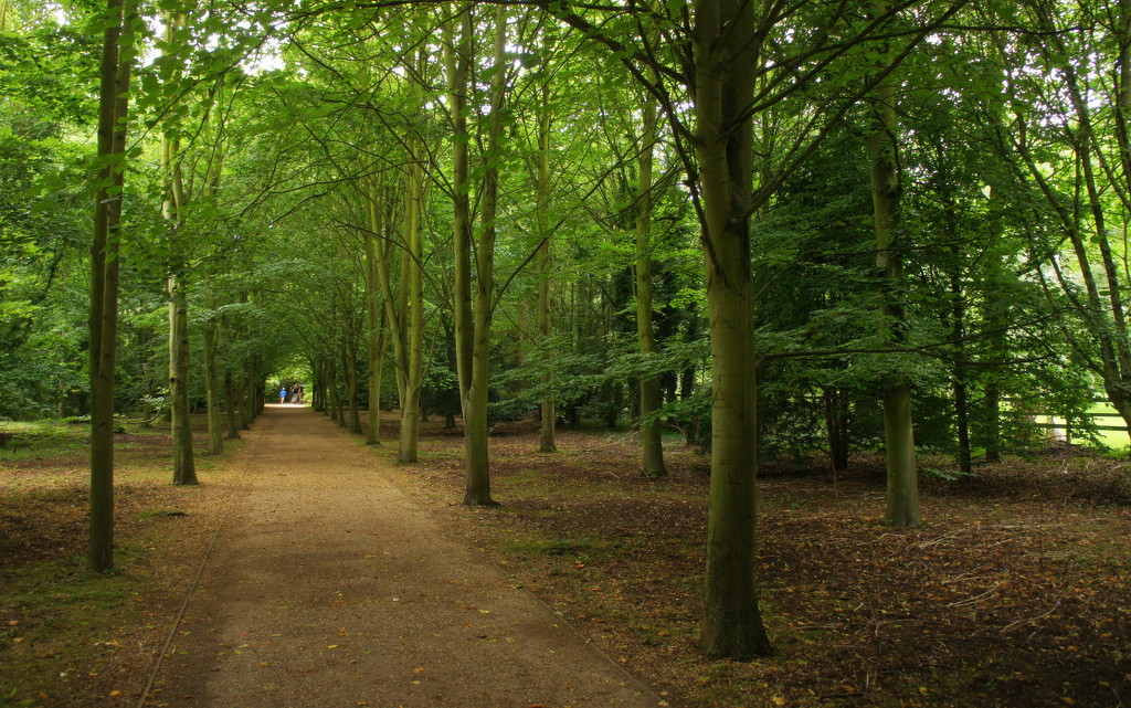 Anglesey Abbey woodland by boxplayer