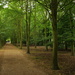 Anglesey Abbey woodland by boxplayer