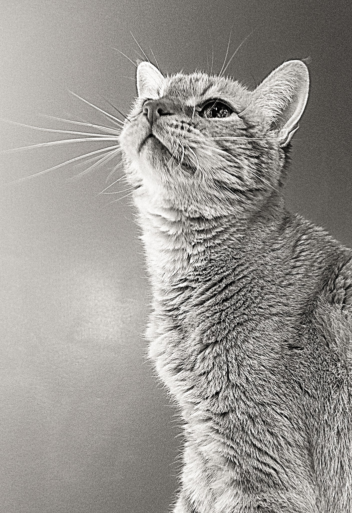 The art of photographing a cat.... by homeschoolmom