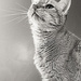 The art of photographing a cat.... by homeschoolmom