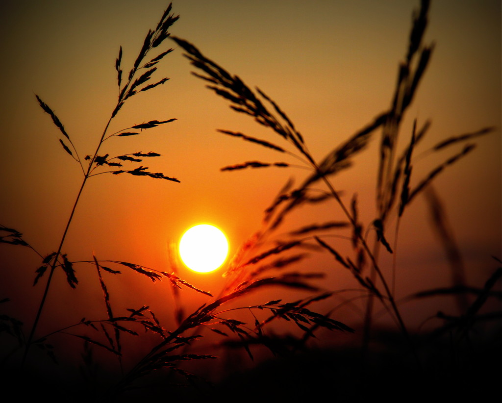 Sunset Through the Grass by Cathy · 365 Project