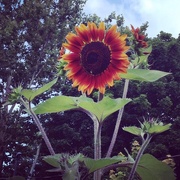 28th Jul 2014 - Sunflower 