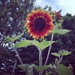 Sunflower  by annymalla