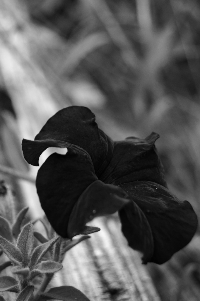 Dark Cousin of evening petunia by francoise